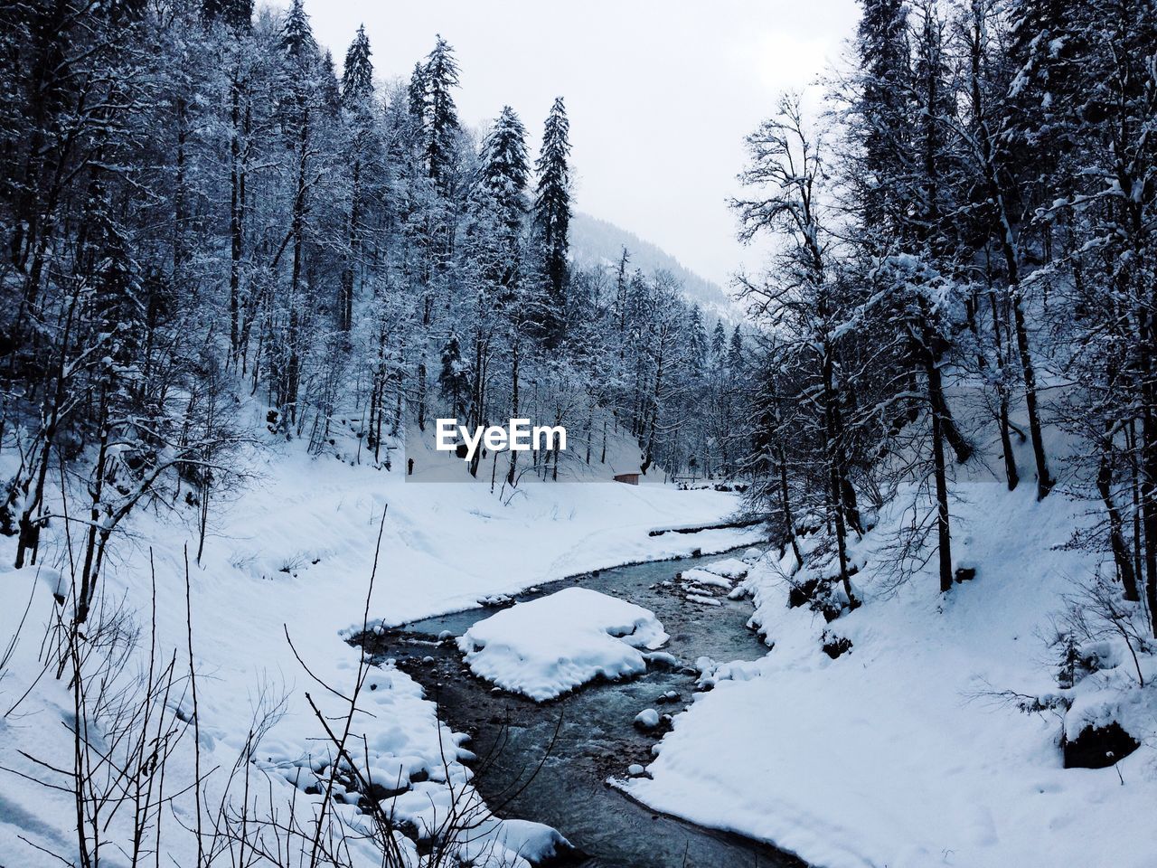 River flowing amidst trees and snow covered field