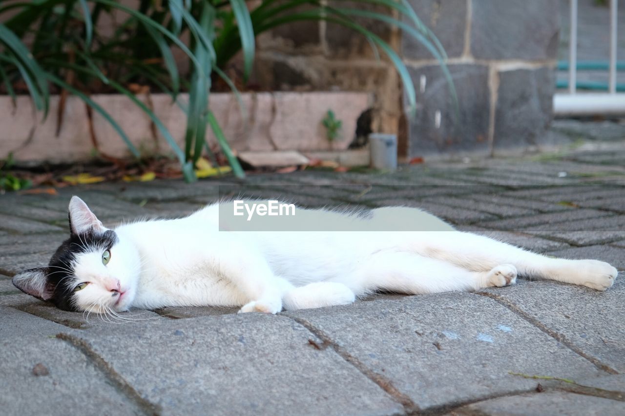 Close-up of cat sleeping outdoors