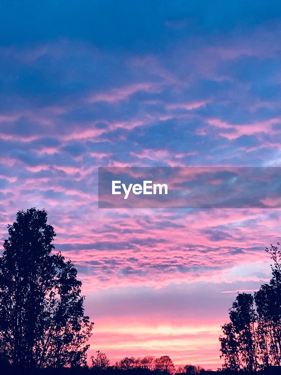 LOW ANGLE VIEW OF SILHOUETTE TREES AGAINST SKY AT SUNSET