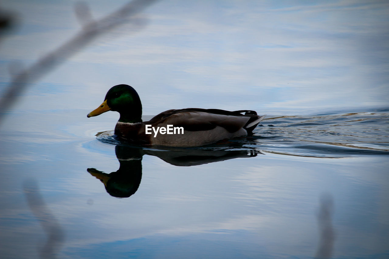 MALLARD DUCK SWIMMING IN LAKE