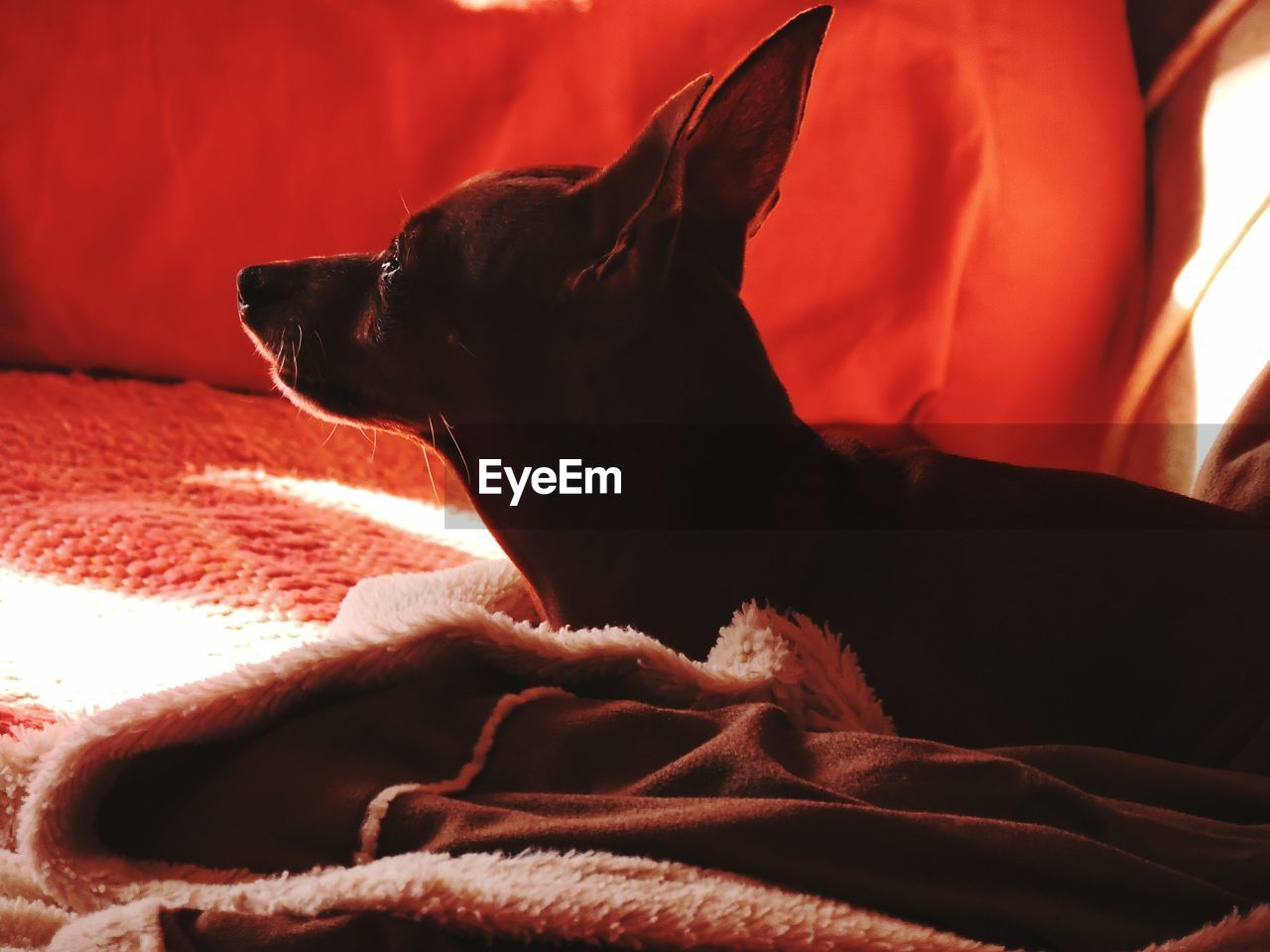 BLACK DOG RESTING ON BED