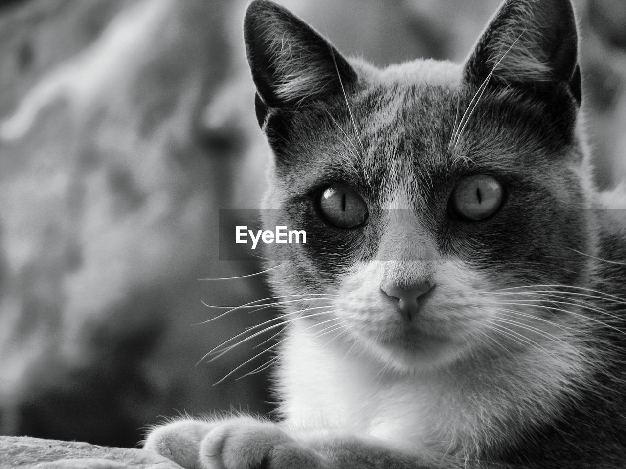 Close-up portrait of a cat