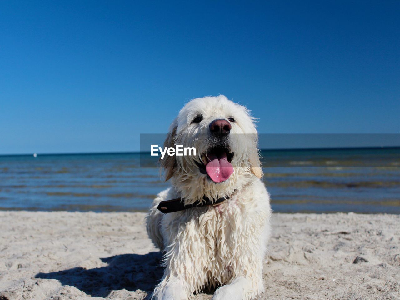 DOG ON BEACH