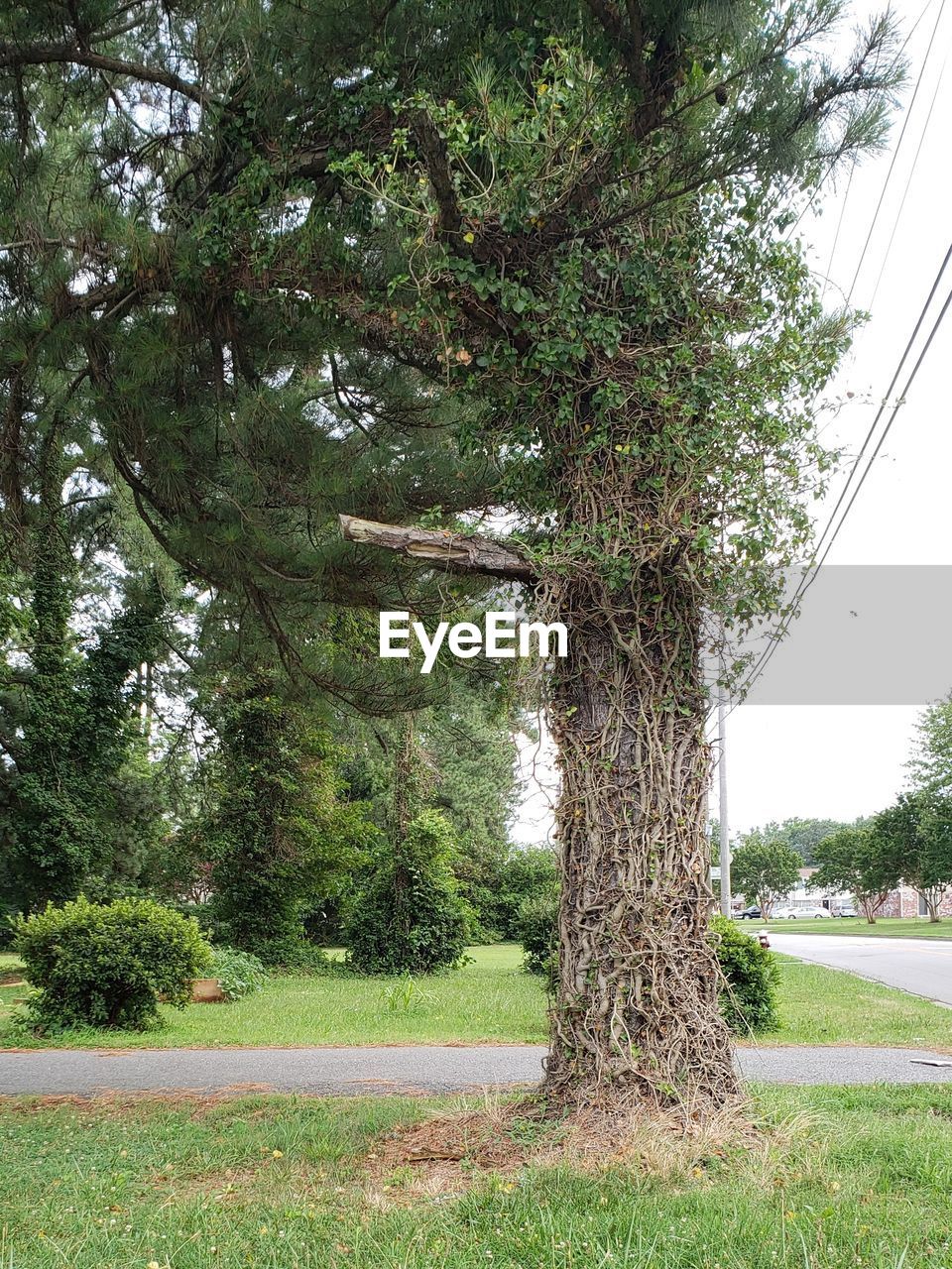 Vines wrapped around tree