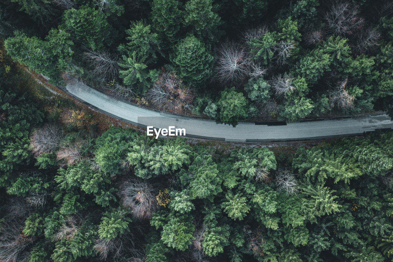 Road amidst trees growing in forest