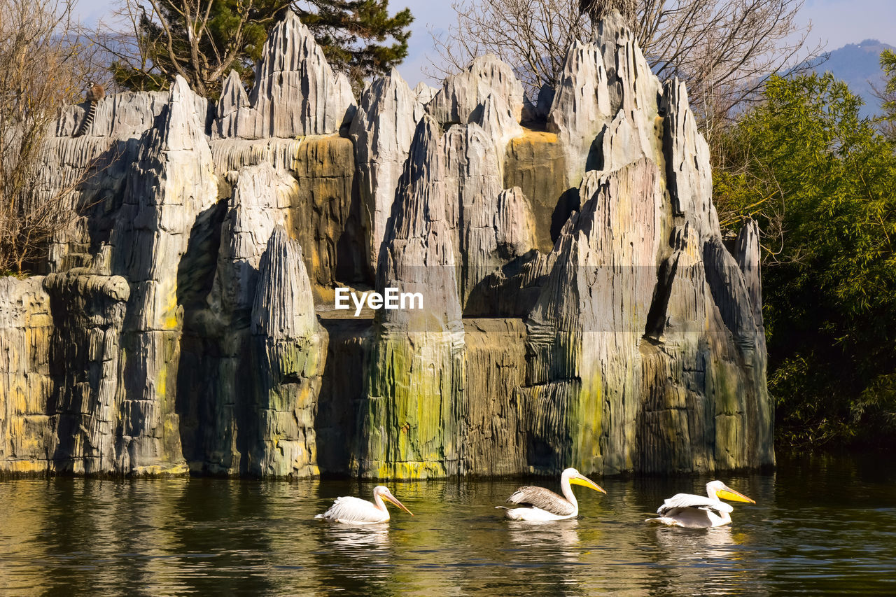 DUCKS SWIMMING ON ROCK