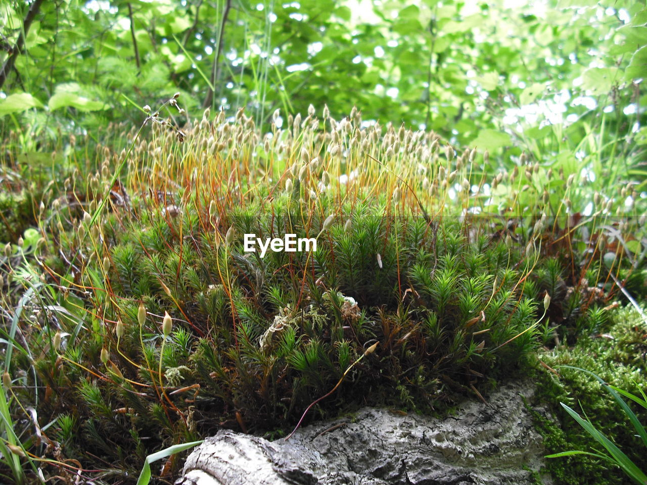 Plants growing on field