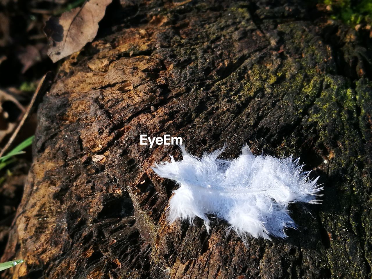 CLOSE-UP OF SNOW