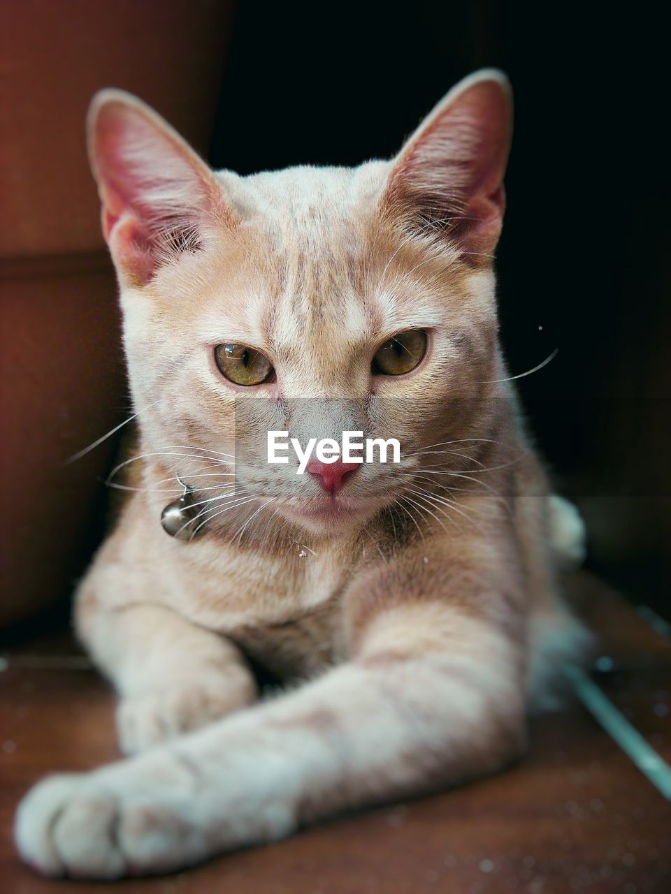 CLOSE-UP PORTRAIT OF CAT RELAXING