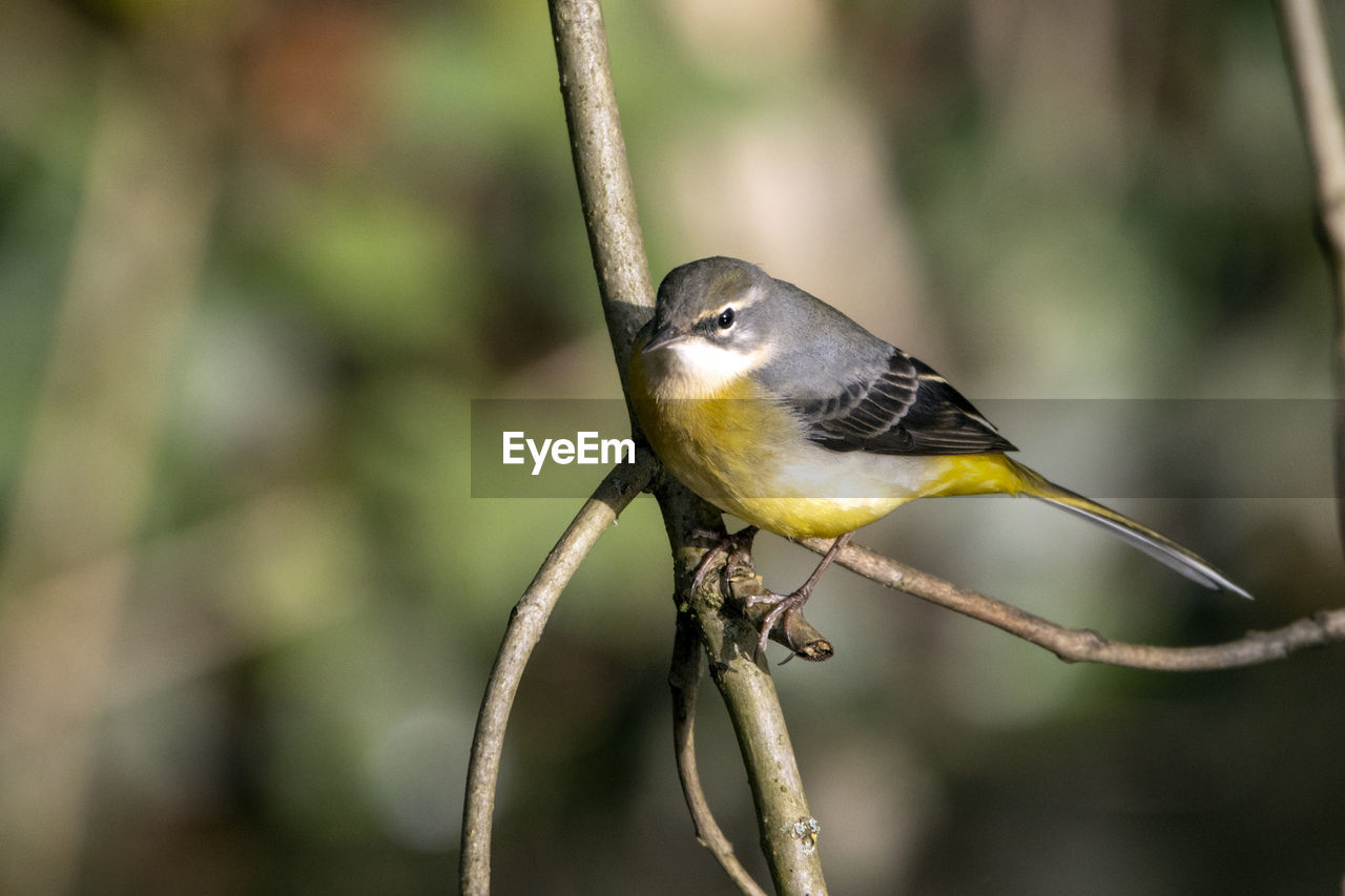 A close-up of a grey wagtail perched in an autumnal tree, looking over a river. 