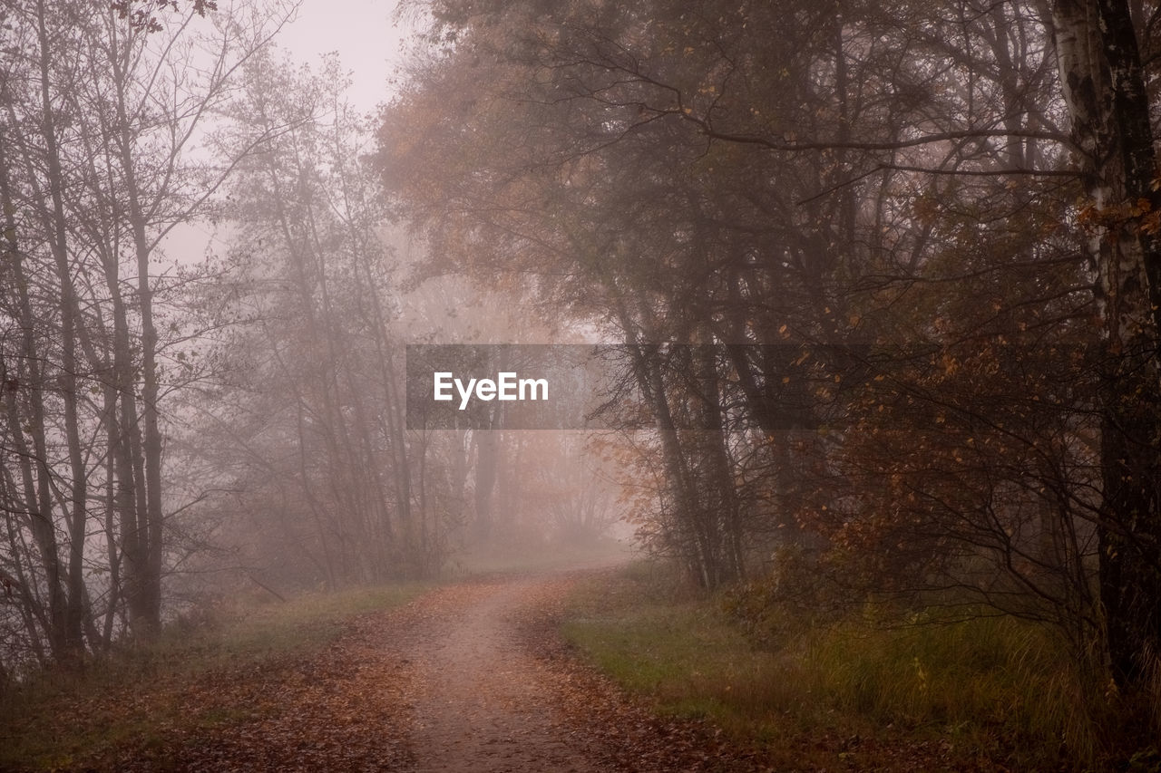 trees in forest during foggy weather