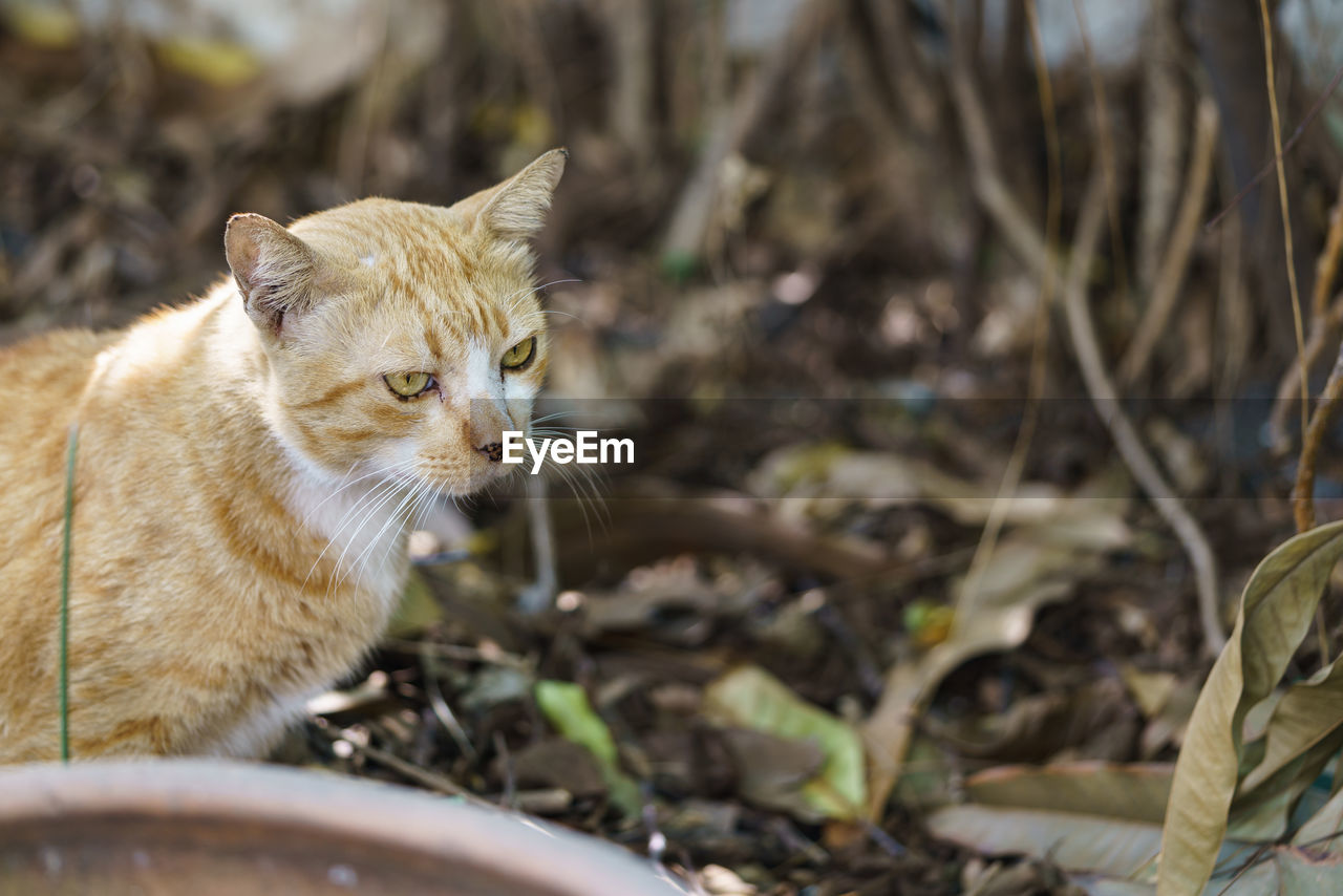 CAT LOOKING AWAY ON LAND