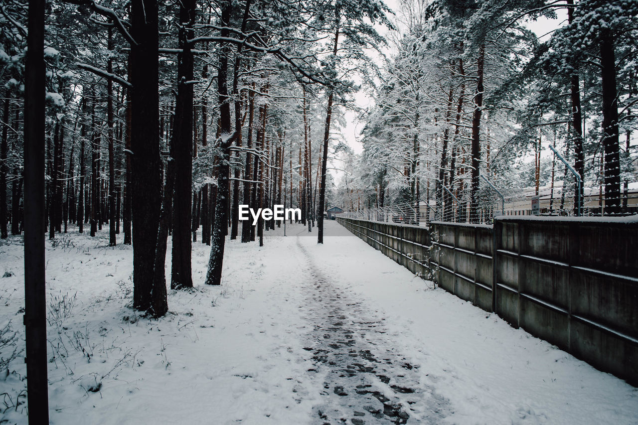 Snow covered trees against sky