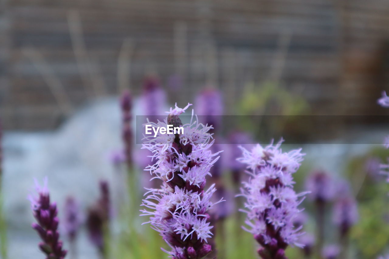 Close-up of purple flowering plant