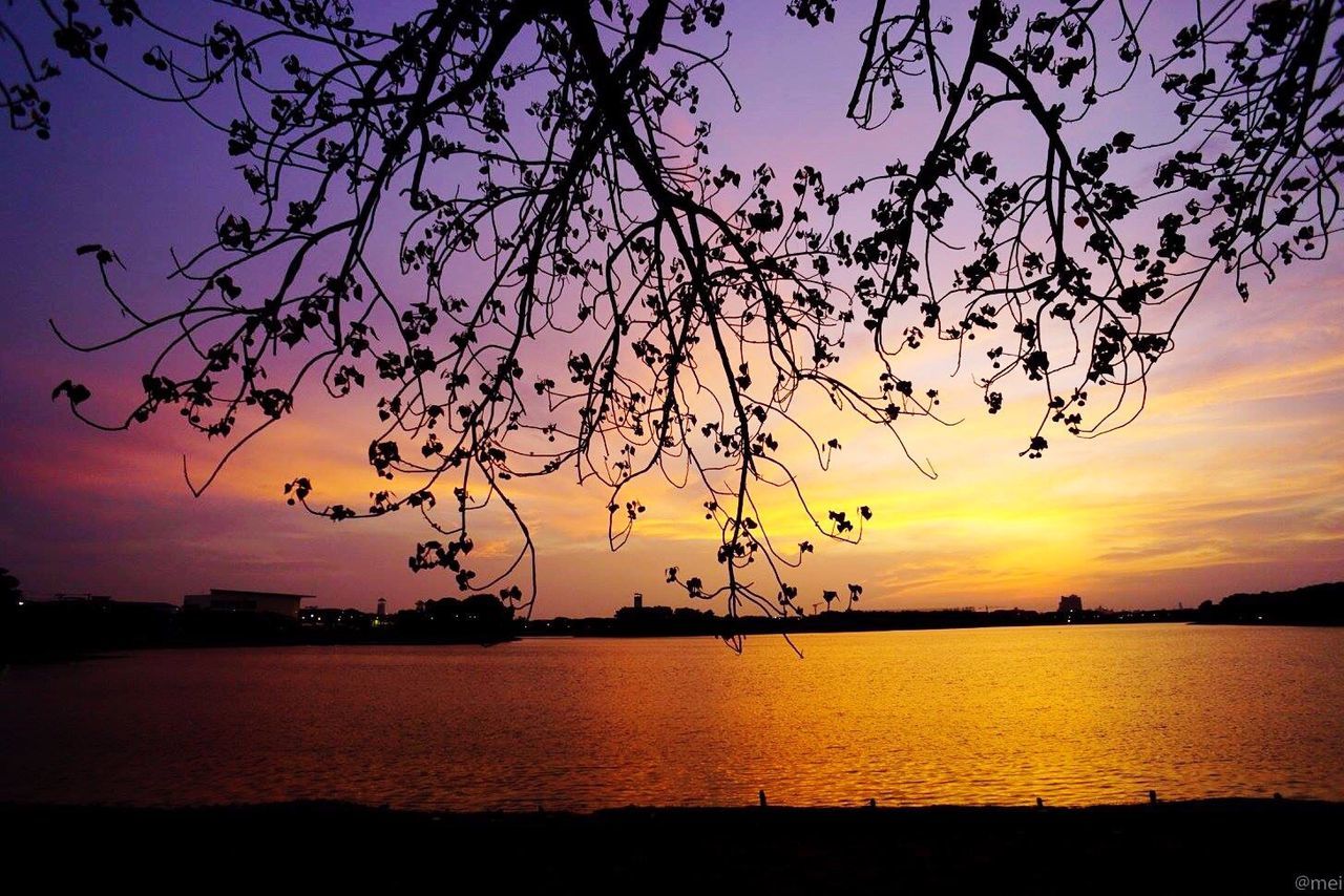 Silhouette of trees at sunset