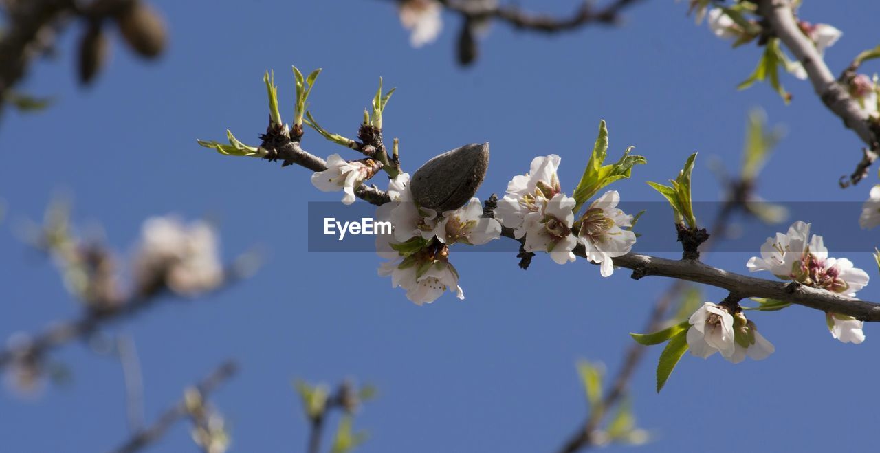 Low angle view of cherry blossoms blooming on tree