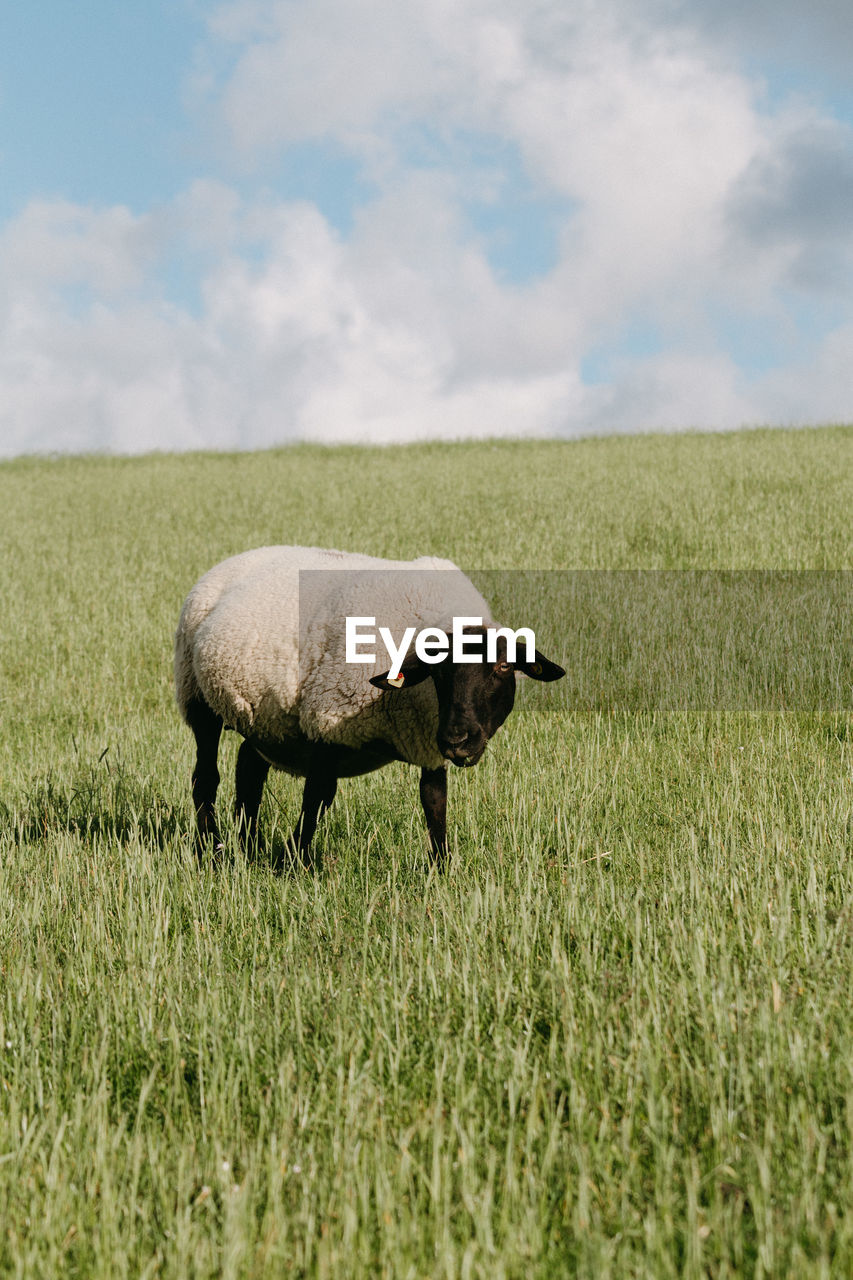 View of a sheep on field