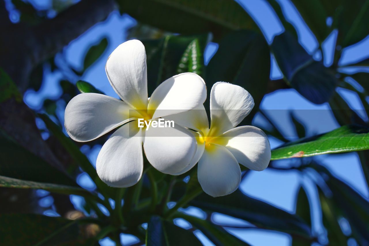 Close-up of white flowering plant