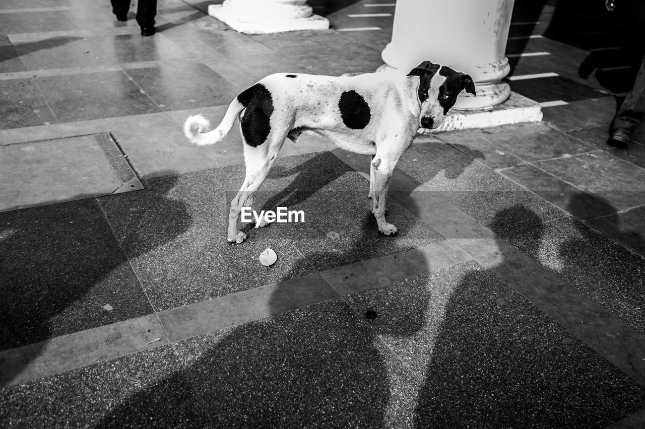 HIGH ANGLE VIEW OF DOG STANDING ON STREET