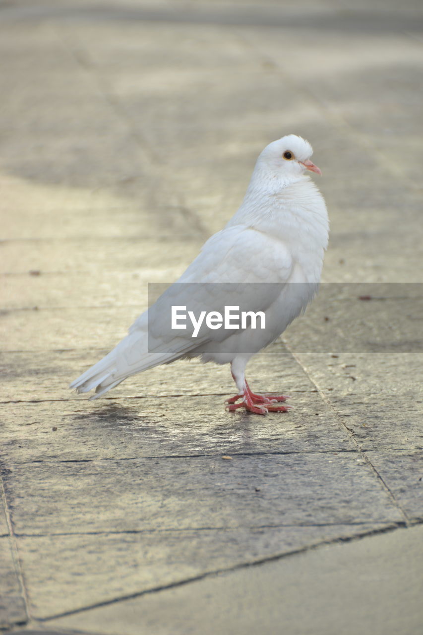 Close-up of seagull perching on a land