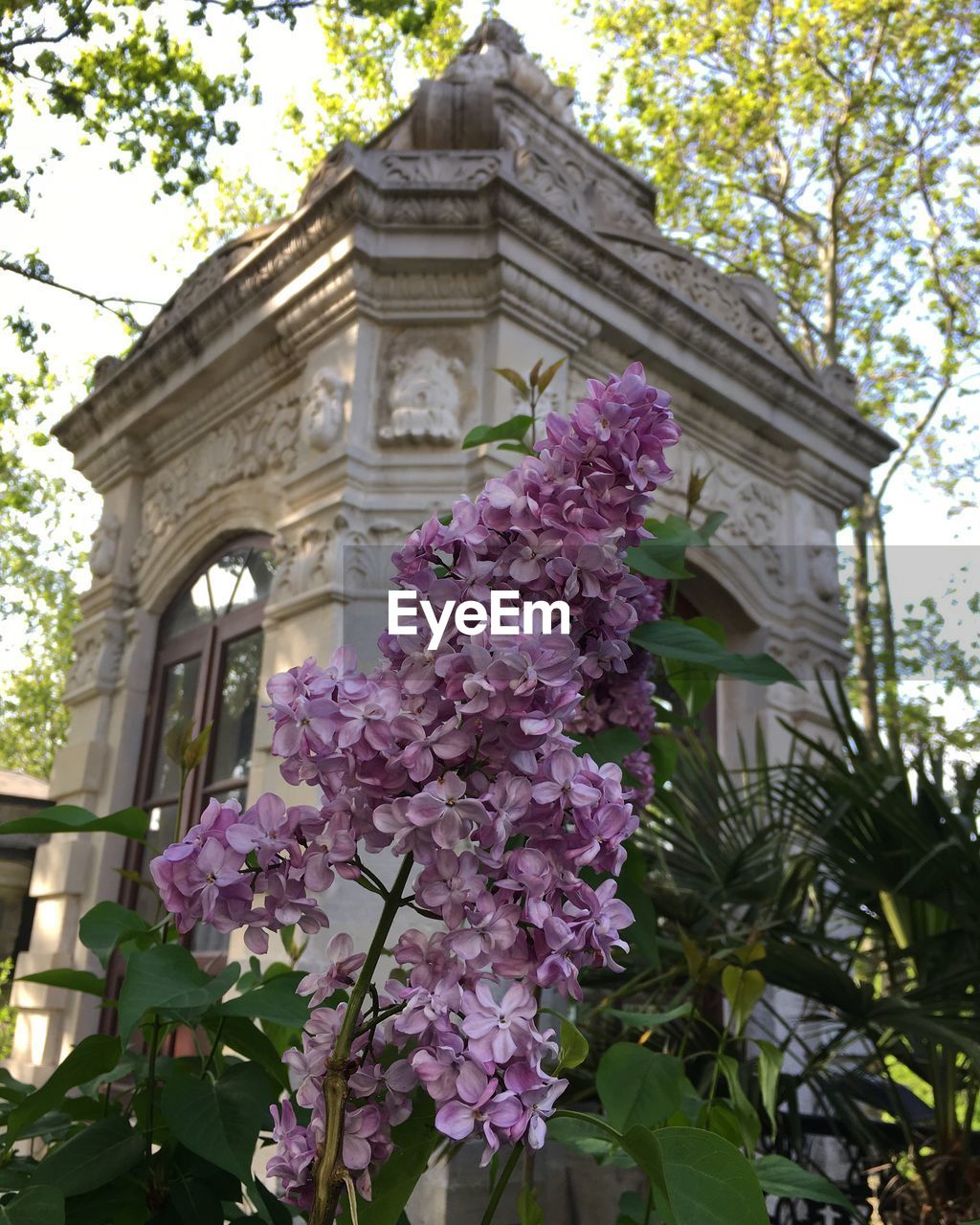 LOW ANGLE VIEW OF PINK FLOWERING TREE AGAINST BUILDING