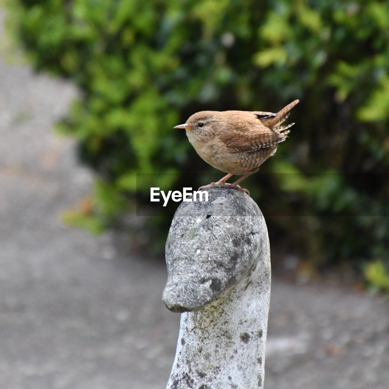 Close-up of bird perching on statue