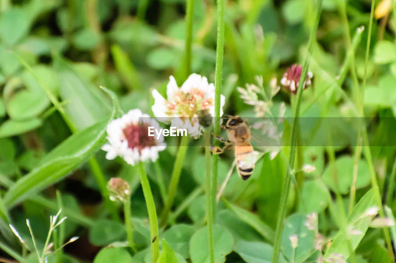 CLOSE-UP OF HONEY BEE PERCHING ON FLOWER