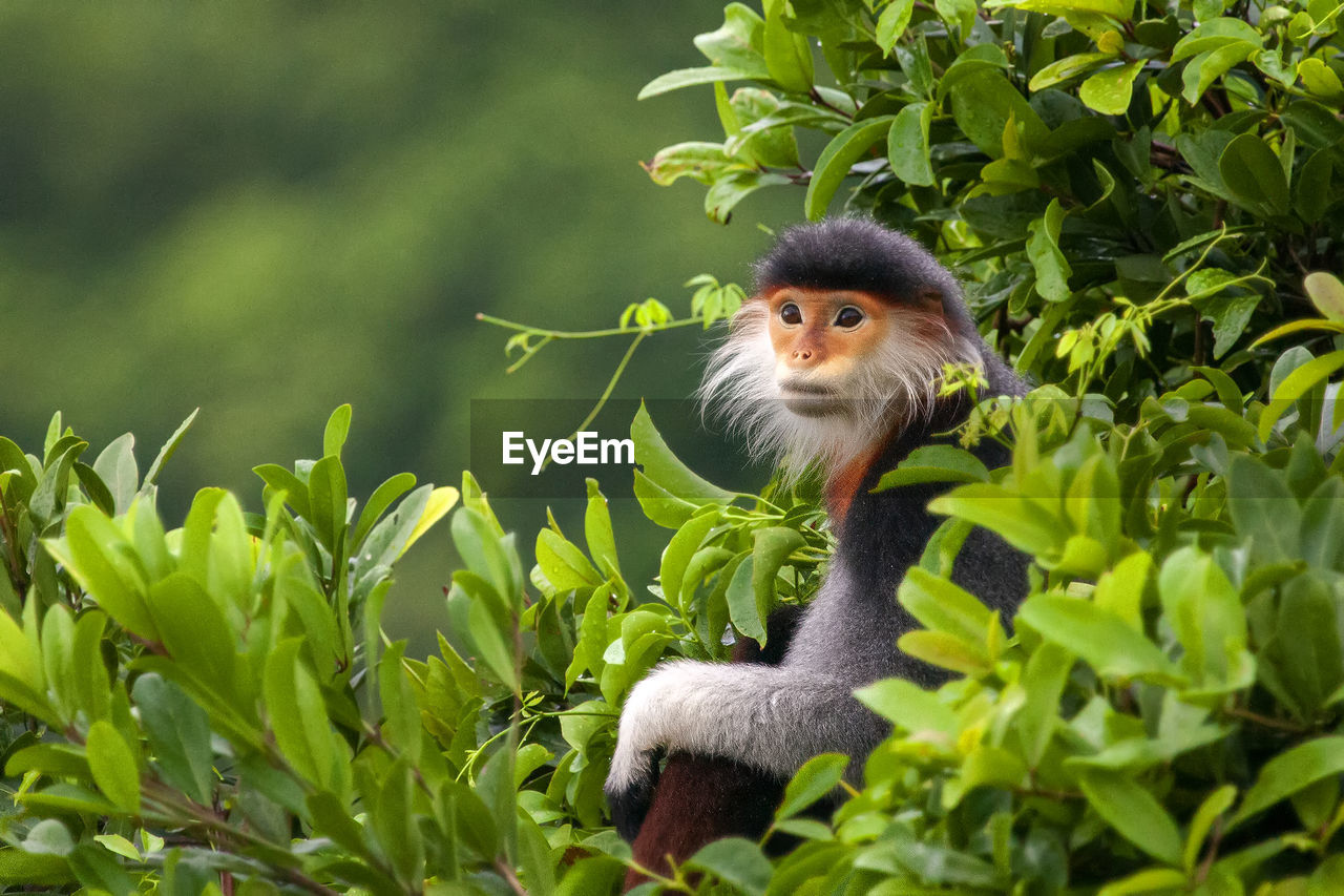 PORTRAIT OF MONKEY IN A GREEN PLANT