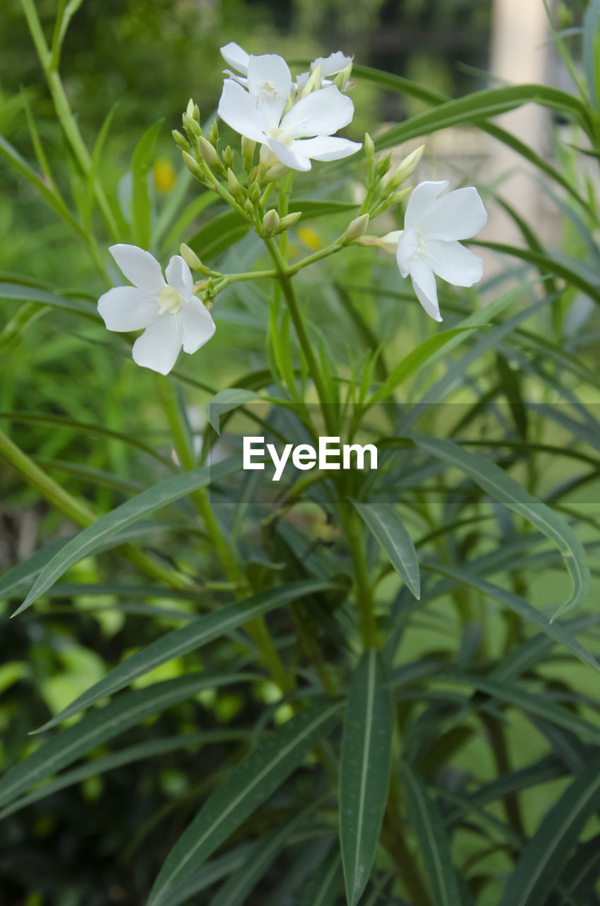 White crepe jasmine flower with green leaves in the garden in vertical.	