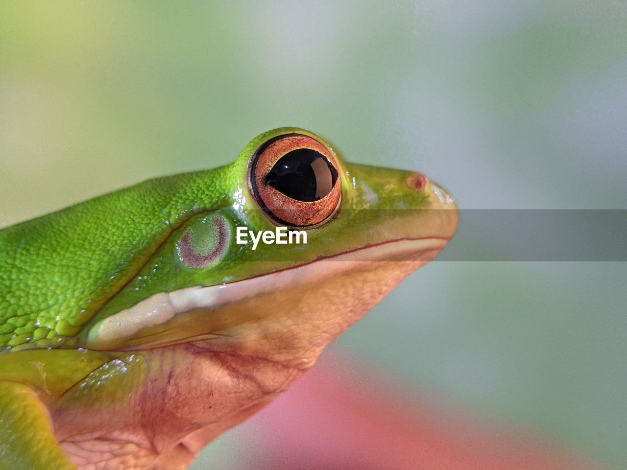 animal themes, animal, one animal, green, animal wildlife, tree frog, frog, close-up, macro photography, amphibian, wildlife, reptile, animal body part, true frog, eye, lizard, nature, animal eye, focus on foreground, hand, gecko, animal head, portrait, outdoors, environment, side view, day