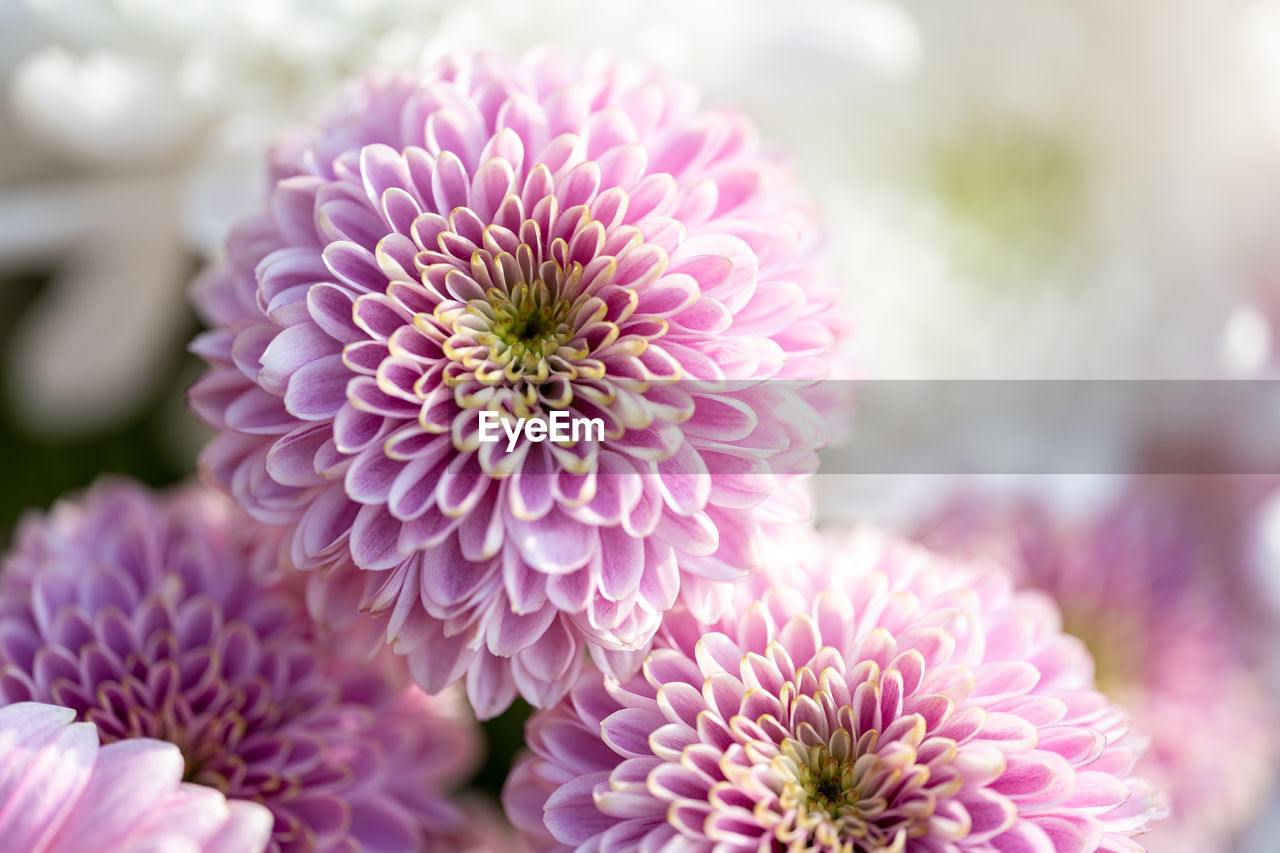 close-up of purple flowers