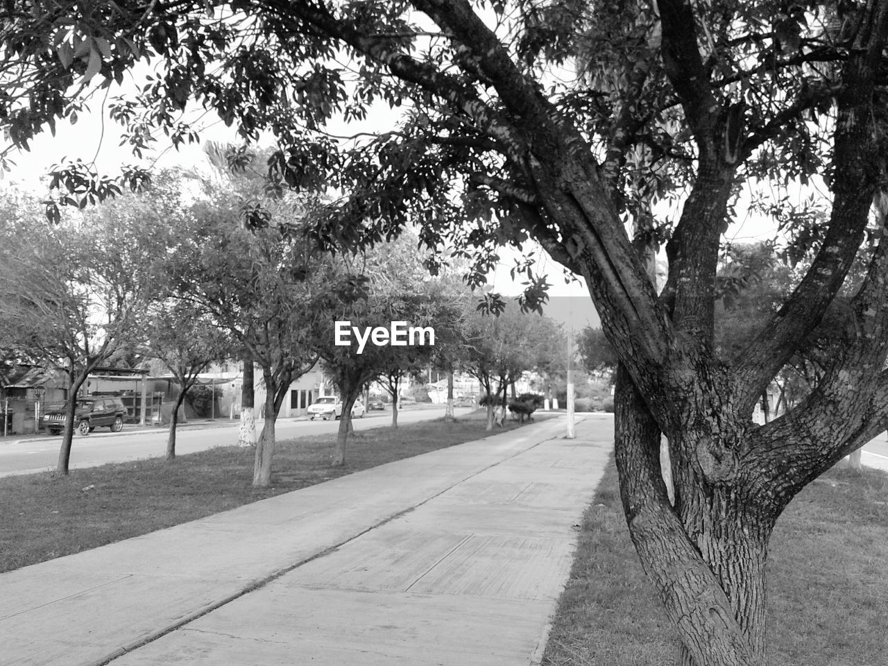 ROAD AMIDST TREES