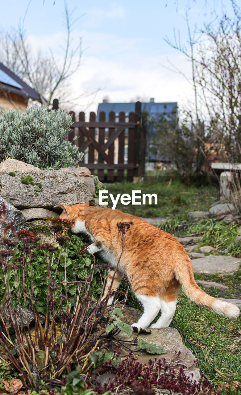 SIDE VIEW OF A CAT AGAINST BUILT STRUCTURES