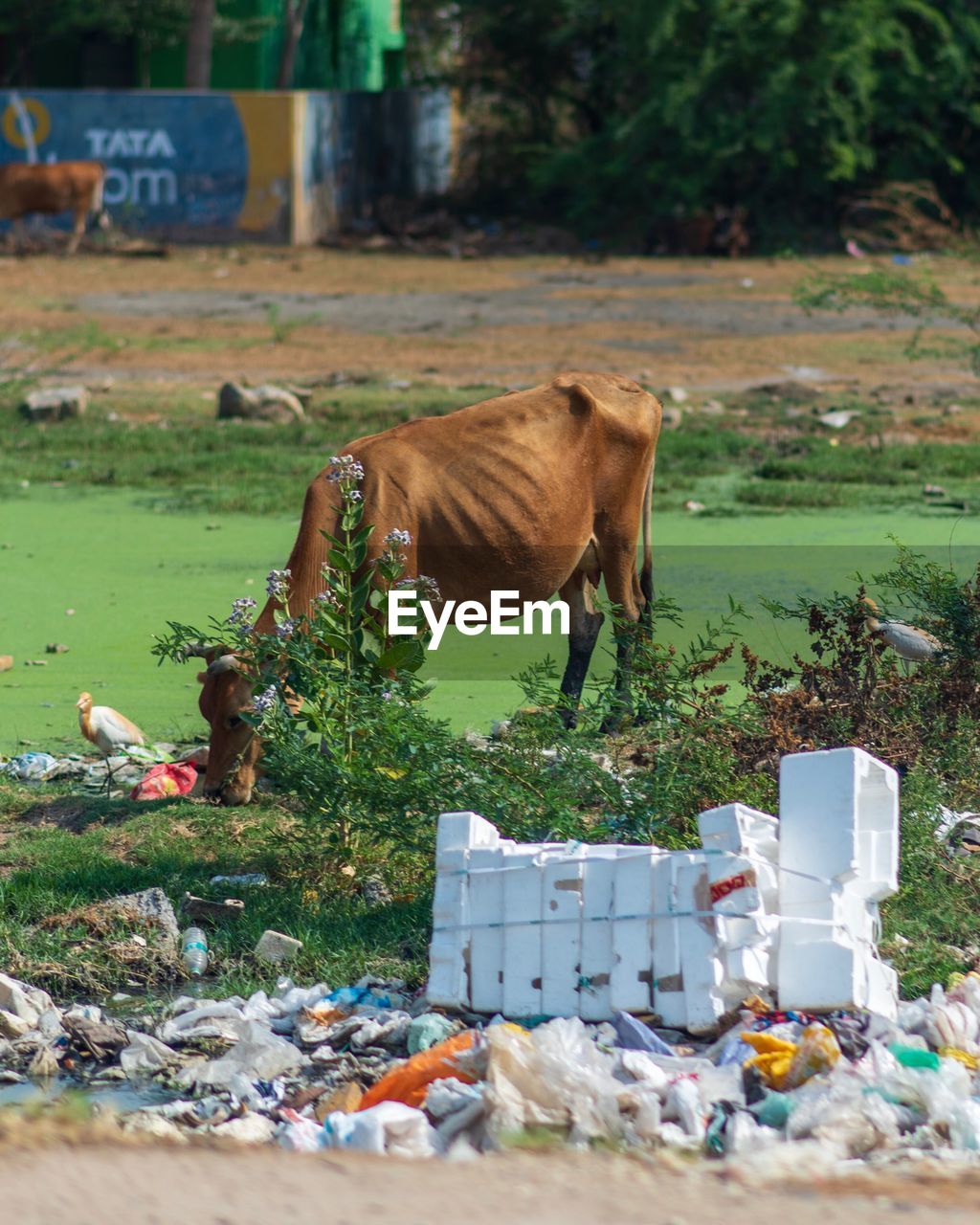 HORSE STANDING ON FIELD