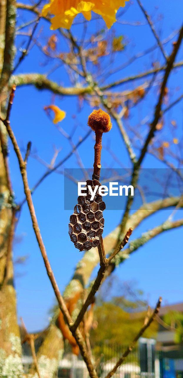 LOW ANGLE VIEW OF BRANCH AGAINST SKY