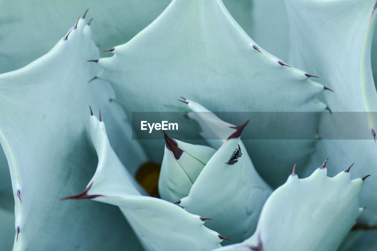 Close-up of succulent plant with a tiny spider perched inside 