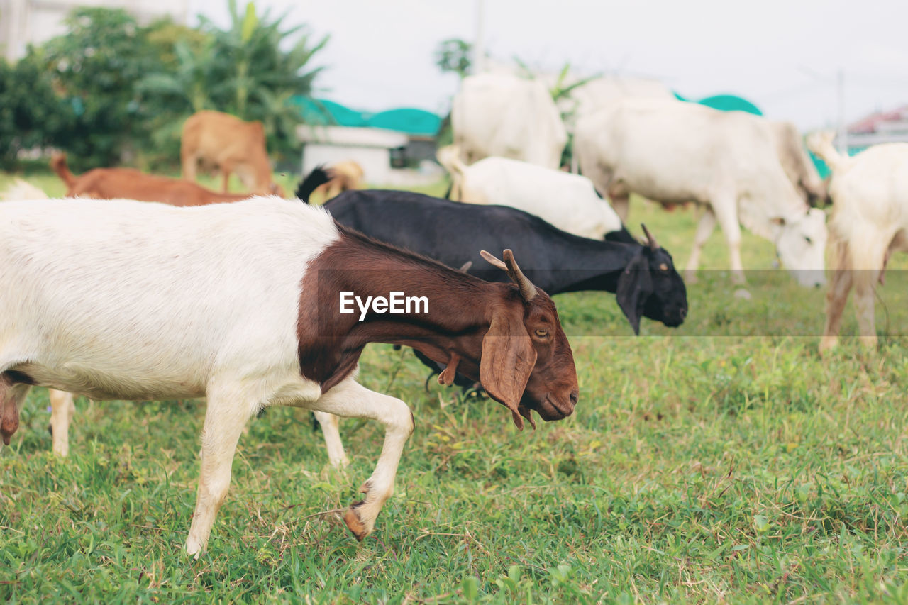 COWS GRAZING IN FIELD