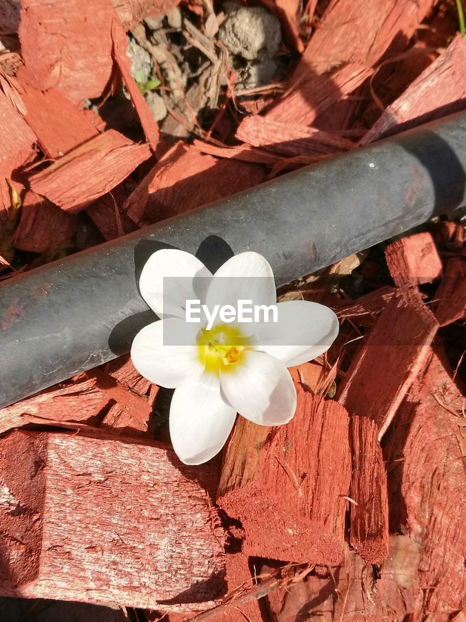 CLOSE-UP OF WHITE FLOWER ON PLANT
