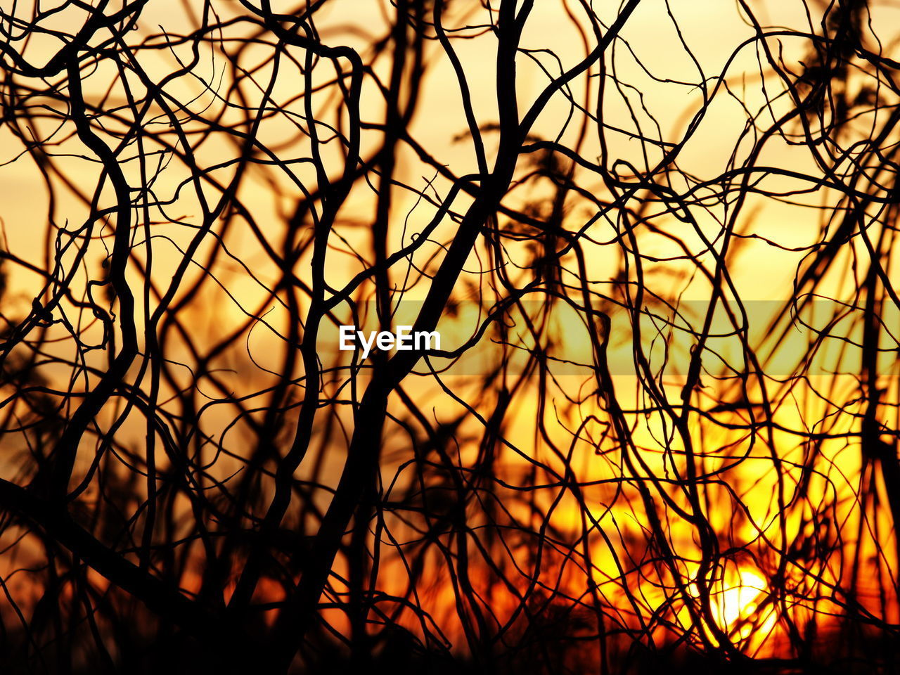 Silhouette of tree against sky during sunset