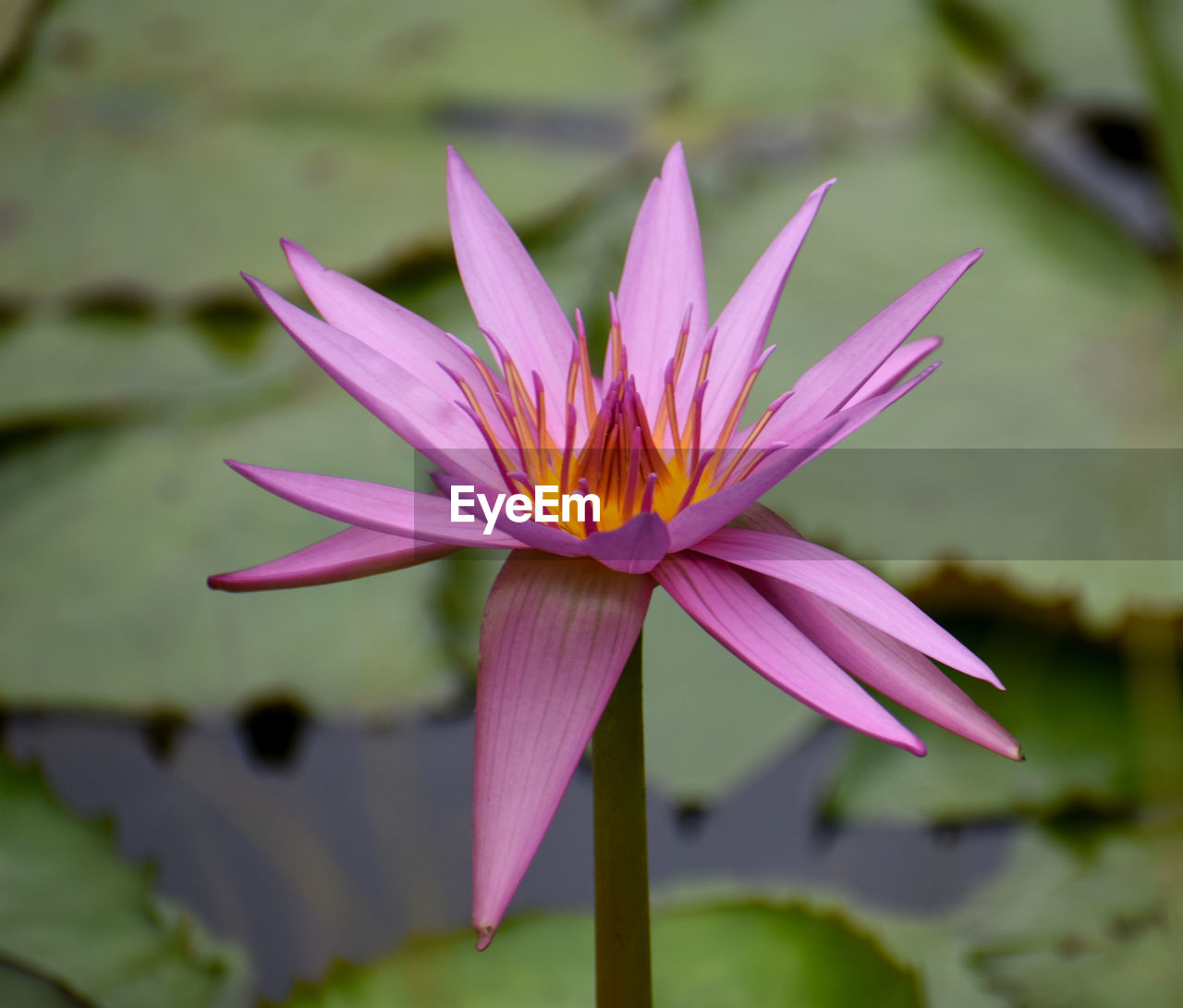 CLOSE-UP OF LOTUS WATER LILY IN LAKE