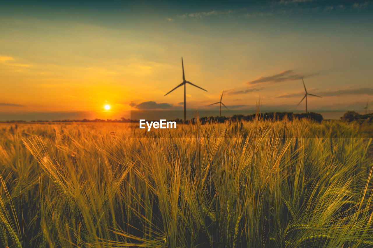 sky, renewable energy, environment, turbine, wind turbine, alternative energy, power generation, wind power, environmental conservation, sunset, landscape, field, prairie, nature, rural scene, agriculture, beauty in nature, land, windmill, cloud, horizon, sunlight, plant, wind, farm, crop, scenics - nature, cereal plant, tranquility, sun, sustainable resources, electricity, tranquil scene, grass, plain, technology, no people, dawn, grassland, environmental issues, outdoors, yellow, growth, orange color, power supply, twilight, dramatic sky, non-urban scene, back lit, idyllic, power in nature, evening, horizon over land, food, urban skyline