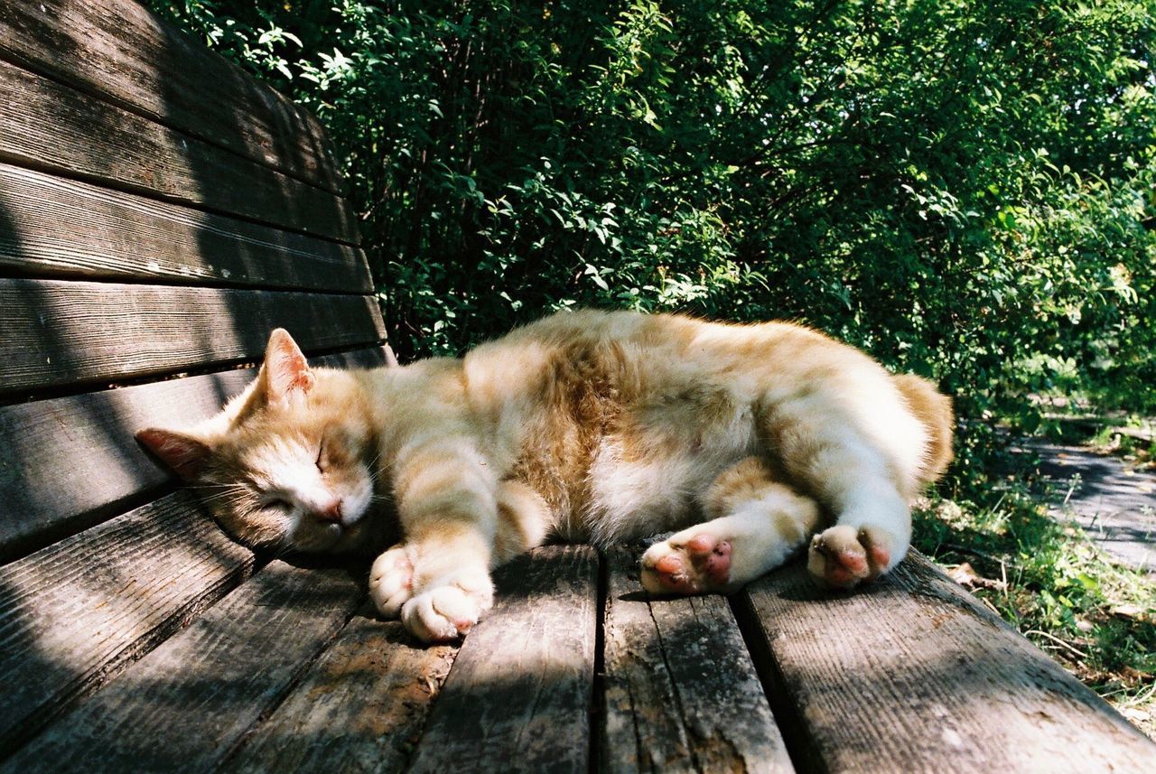 Cat sleeping on wooden bench at park