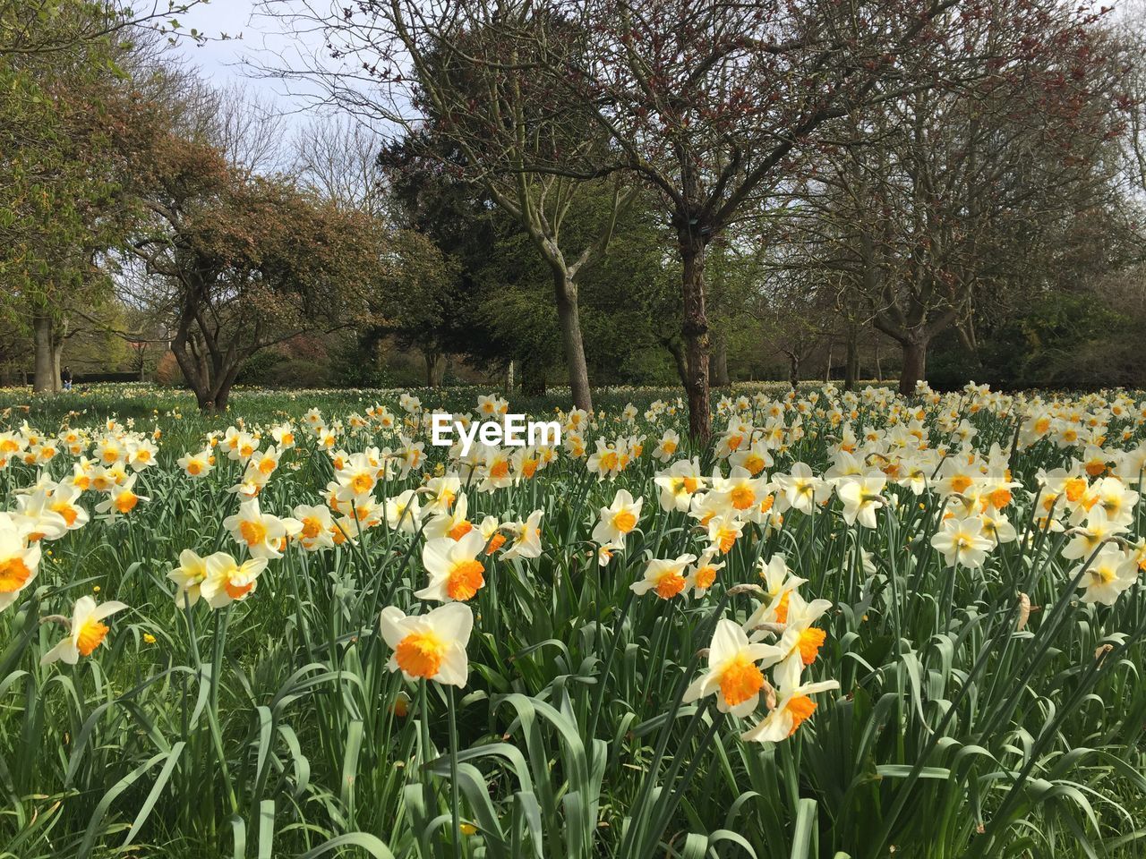 Close-up of yellow flowers blooming in field