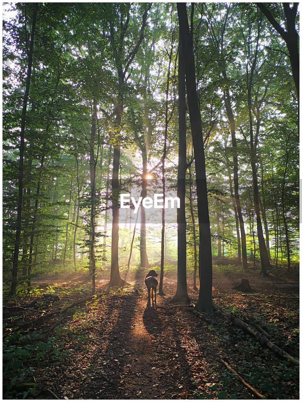 REAR VIEW OF MAN WALKING ON FOREST