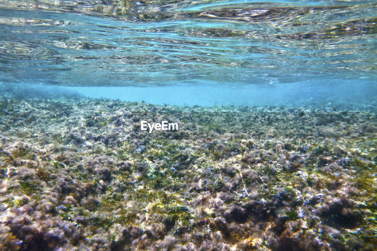 FULL FRAME SHOT OF TURTLE IN SEA