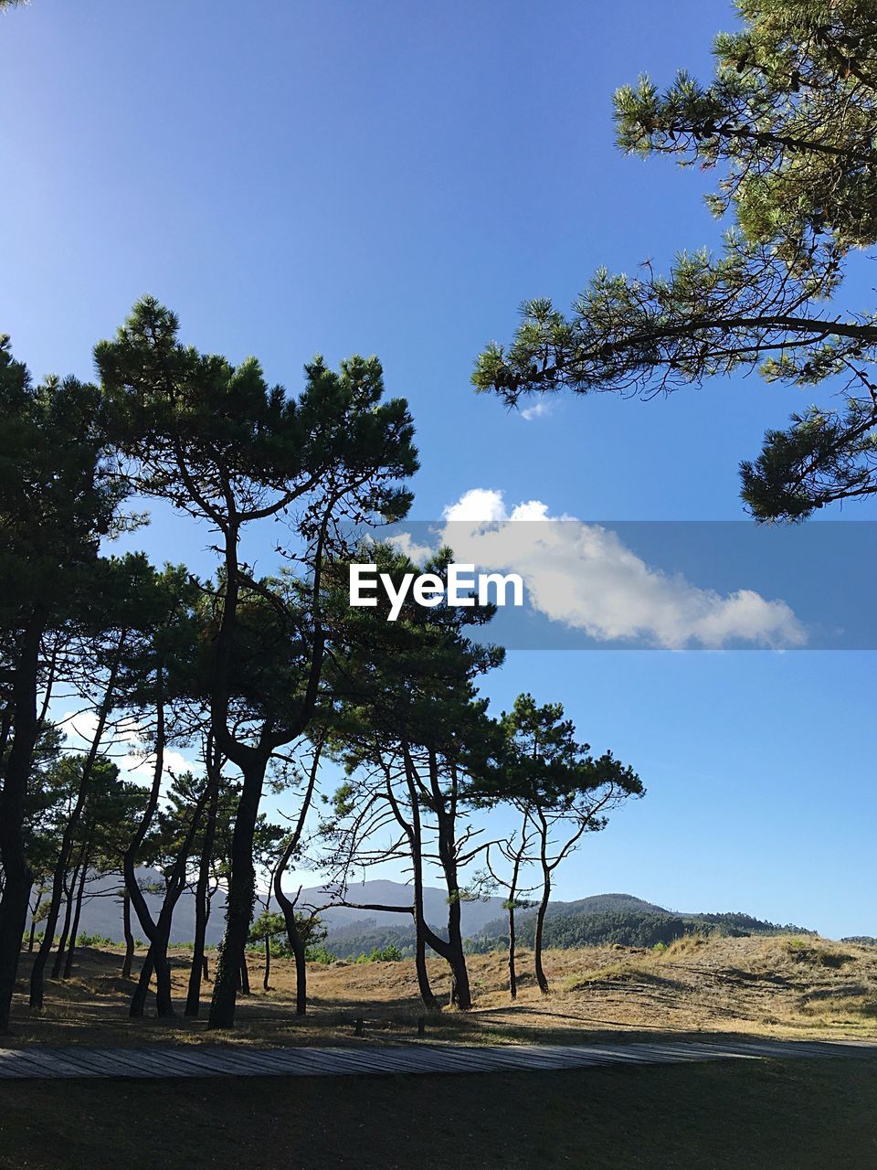 Trees on landscape against blue sky