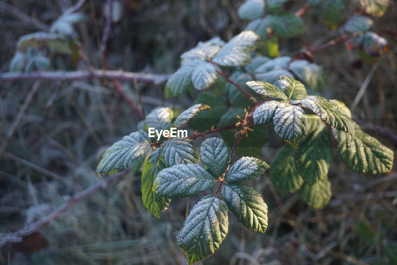 Close-up of rope tied on tree