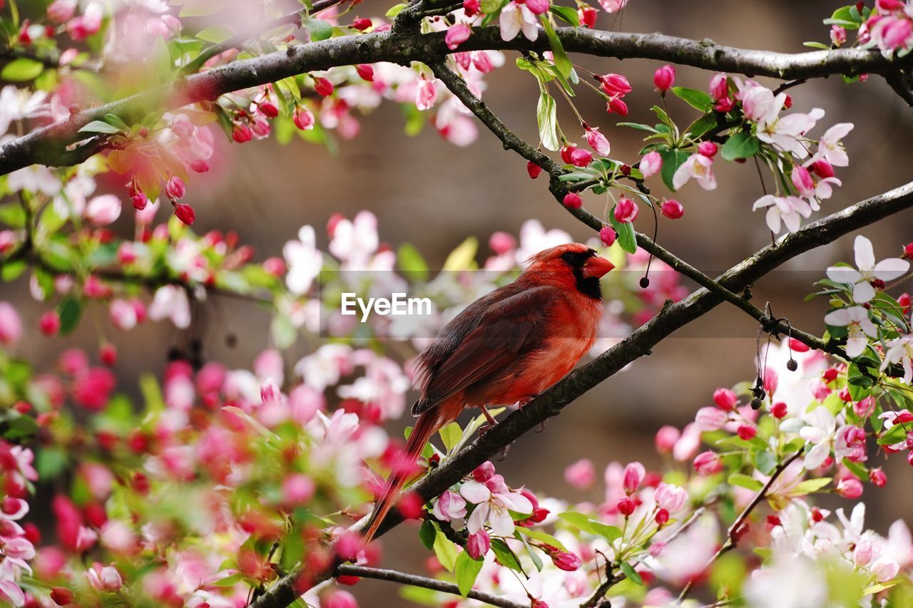 Red cardinal sitting on cherry blossom tree