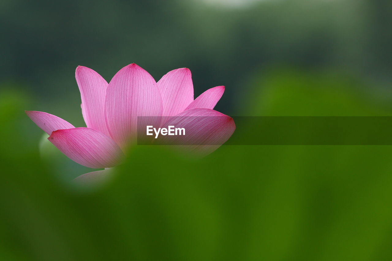 Close-up of pink lotus blooming outdoors