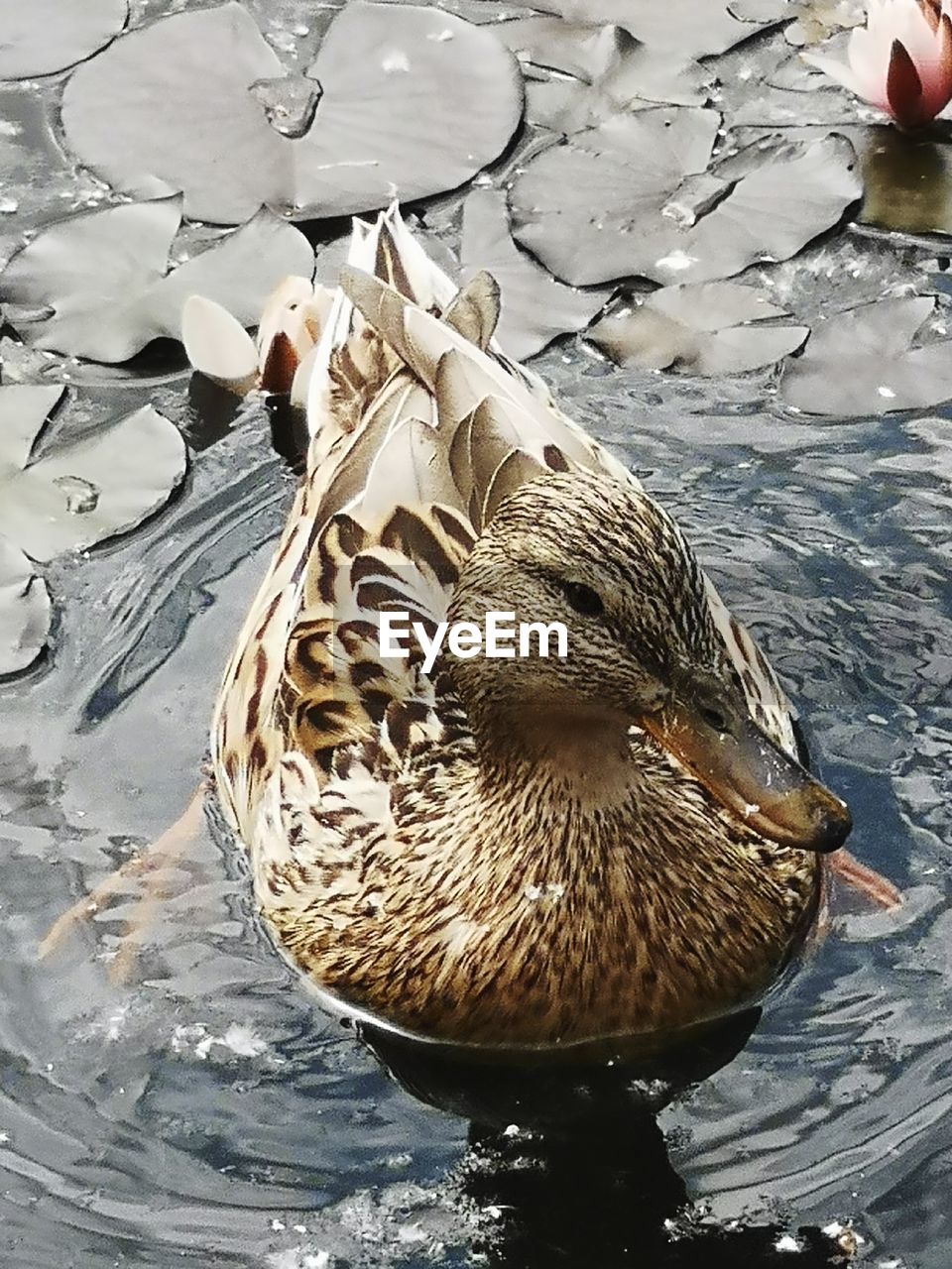 HIGH ANGLE VIEW OF A DUCK IN LAKE